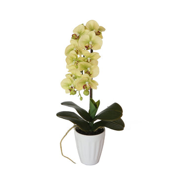 40cm Artificial Butterfly Orchid- Cream