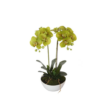 50cm Artificial Dual Butterfly Orchid - Cream